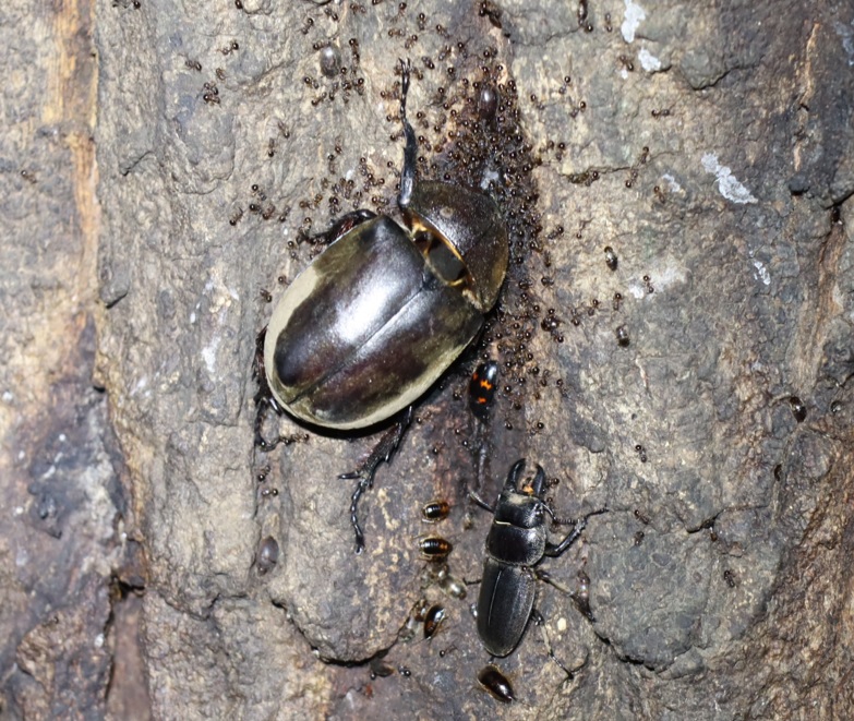 ヒラタクワガタ♂、カブトムシ♀_No.3のクヌギ_クワガタ達のオアシス_2023年8月28日19時20分 気温29.8度